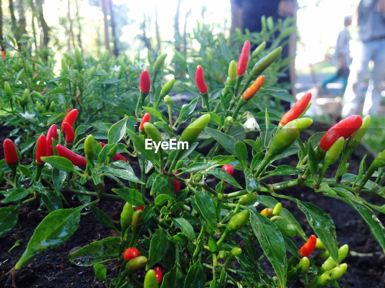 CLOSE-UP OF RED FLOWERS GROWING IN PARK