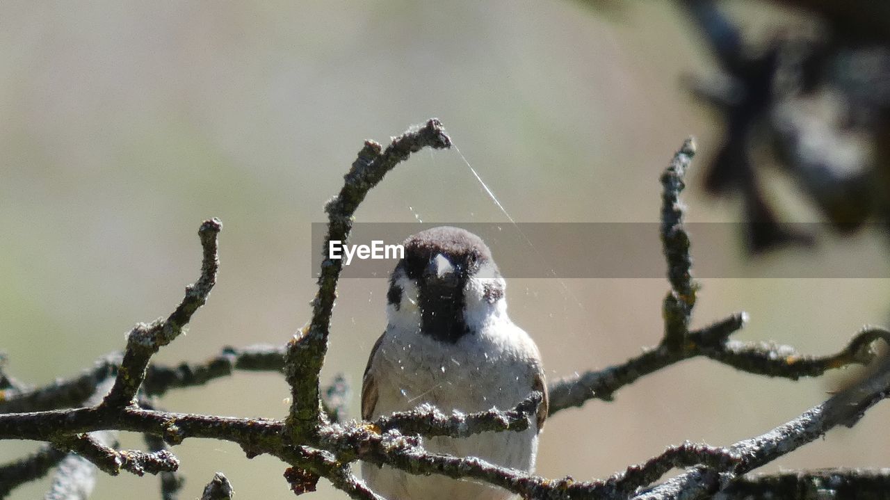 CLOSE-UP OF BIRD PERCHING ON BRANCH