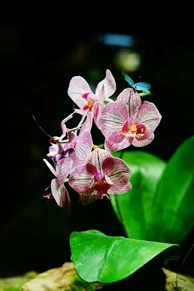 CLOSE-UP OF PINK FLOWERS