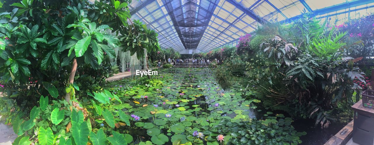 PLANTS GROWING IN GREENHOUSE AT HOME