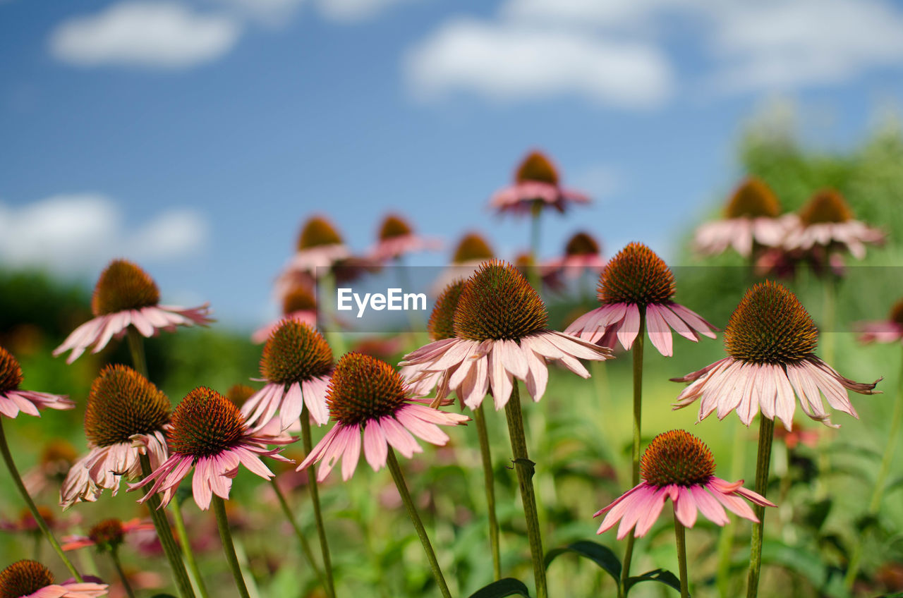 Close-up of flowers blooming in field