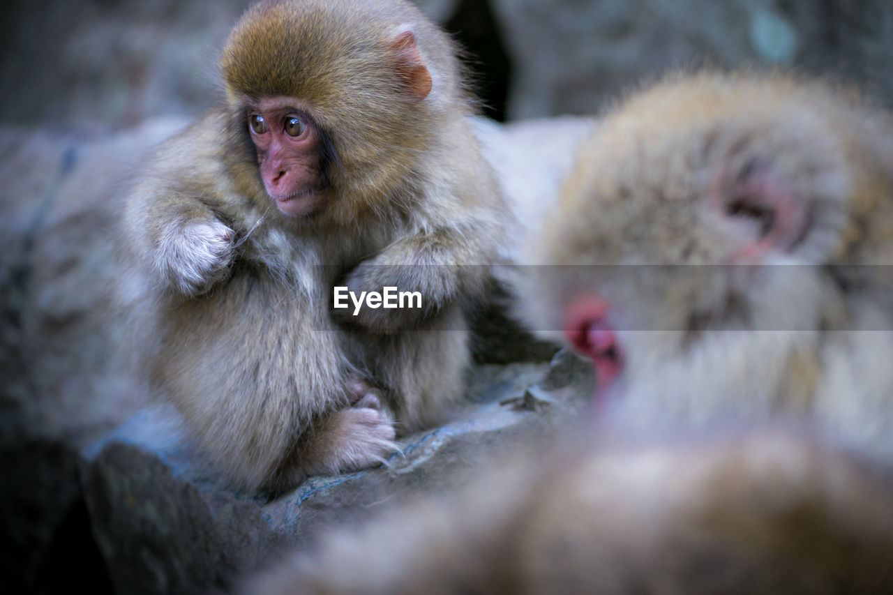 Close-up of japanese macaques