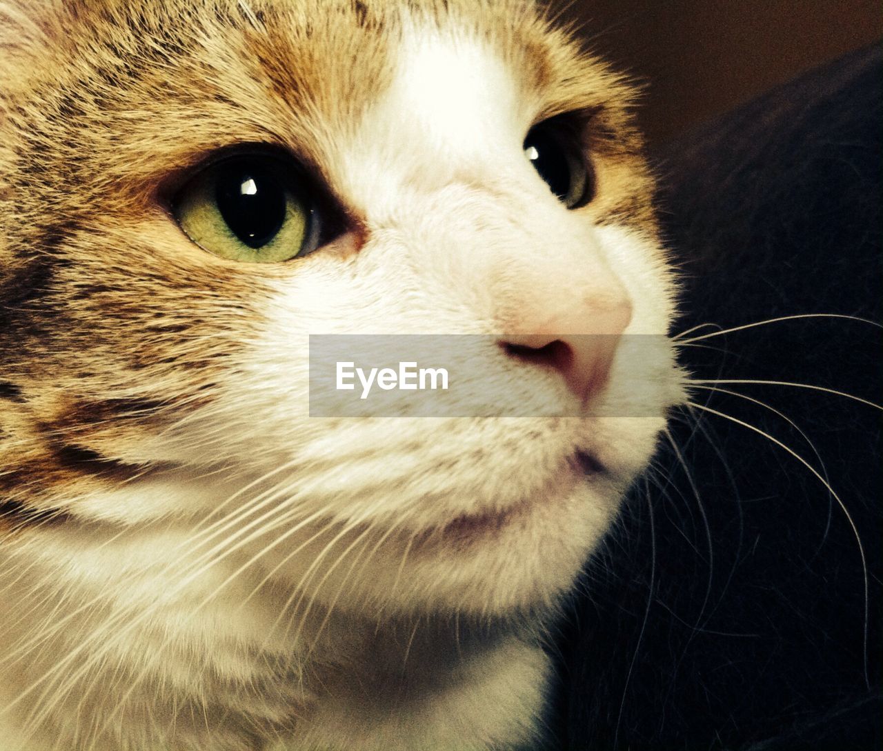 Close-up of cat looking away