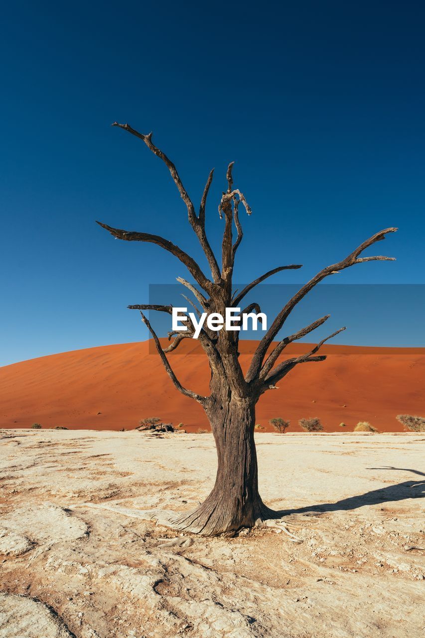 Bare tree on desert against clear blue sky