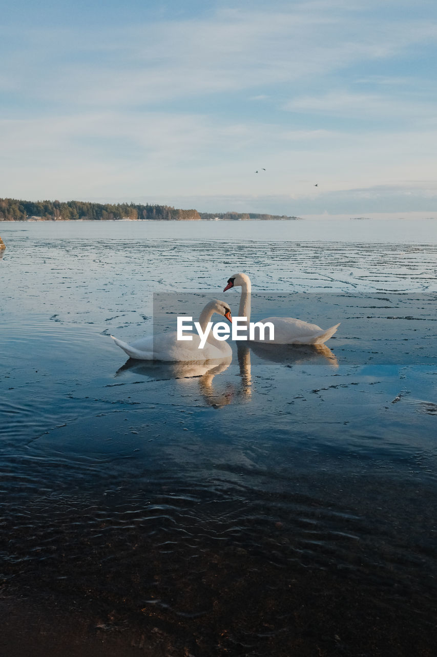 Two swans on the frozen sea in finland