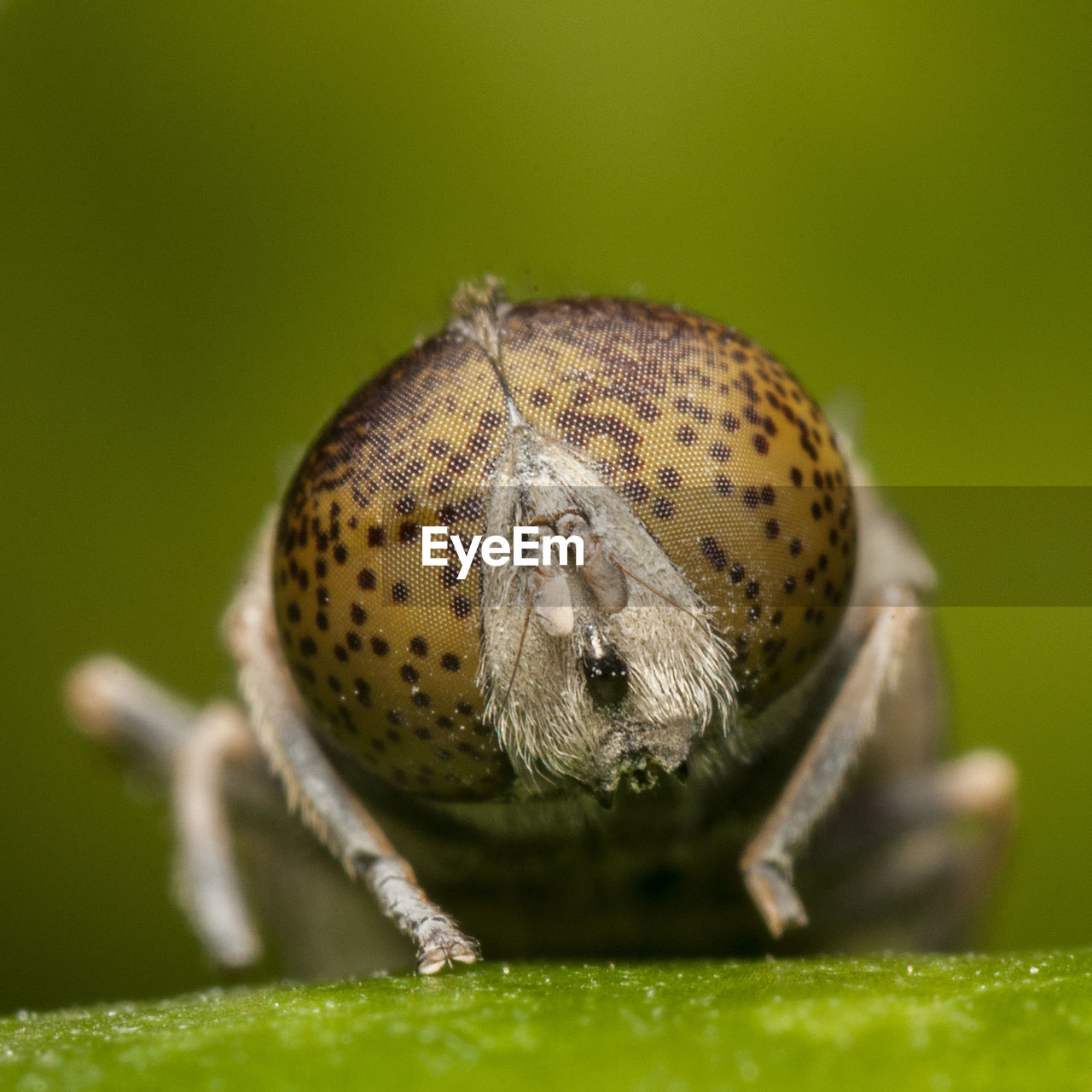 Extreme close-up of insect on plant