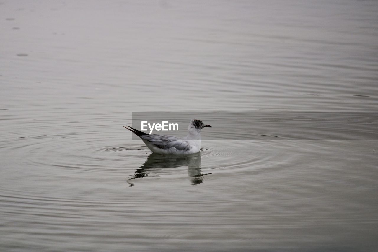 DUCKS SWIMMING IN LAKE