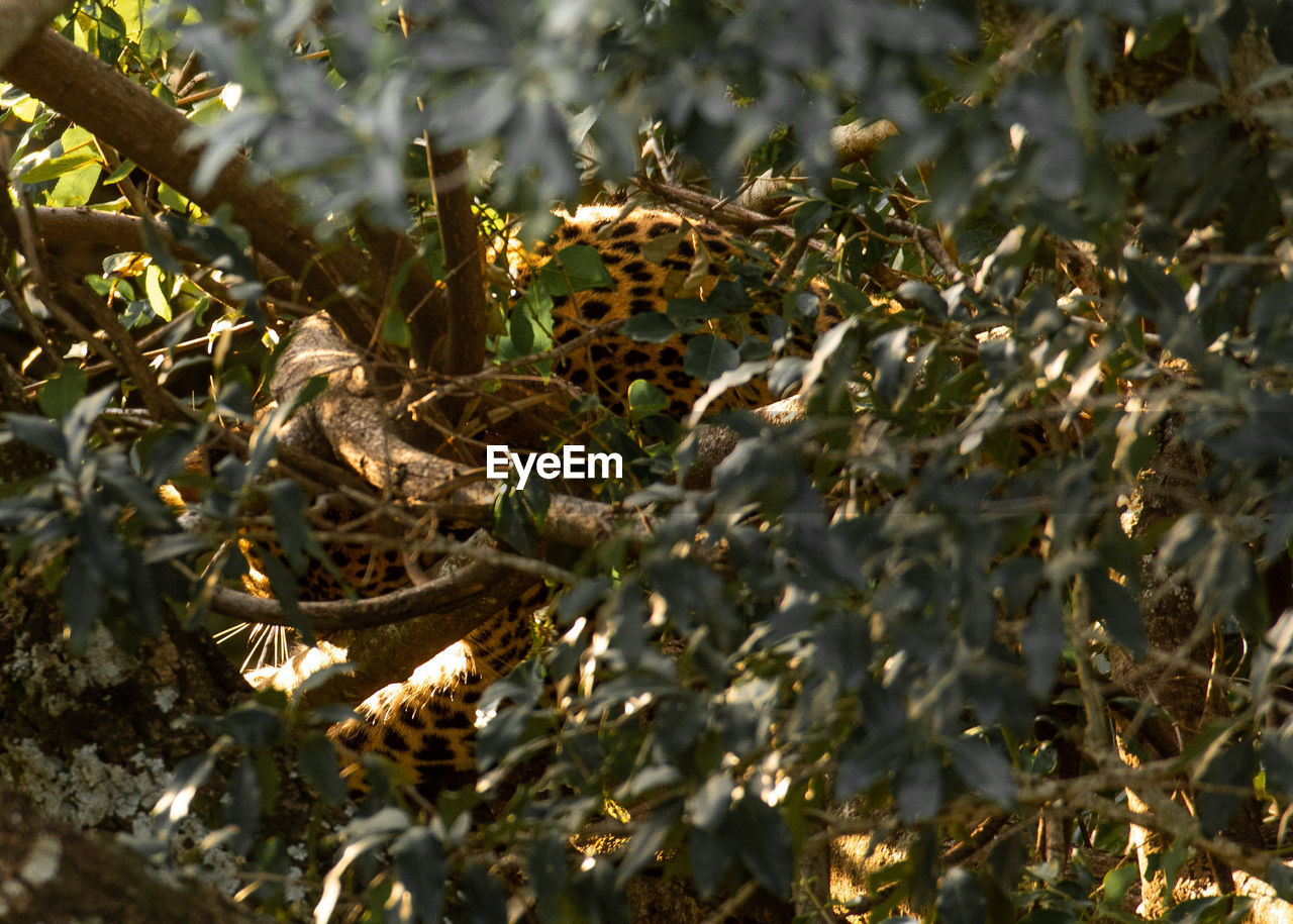 CLOSE-UP OF CRAB ON TREE