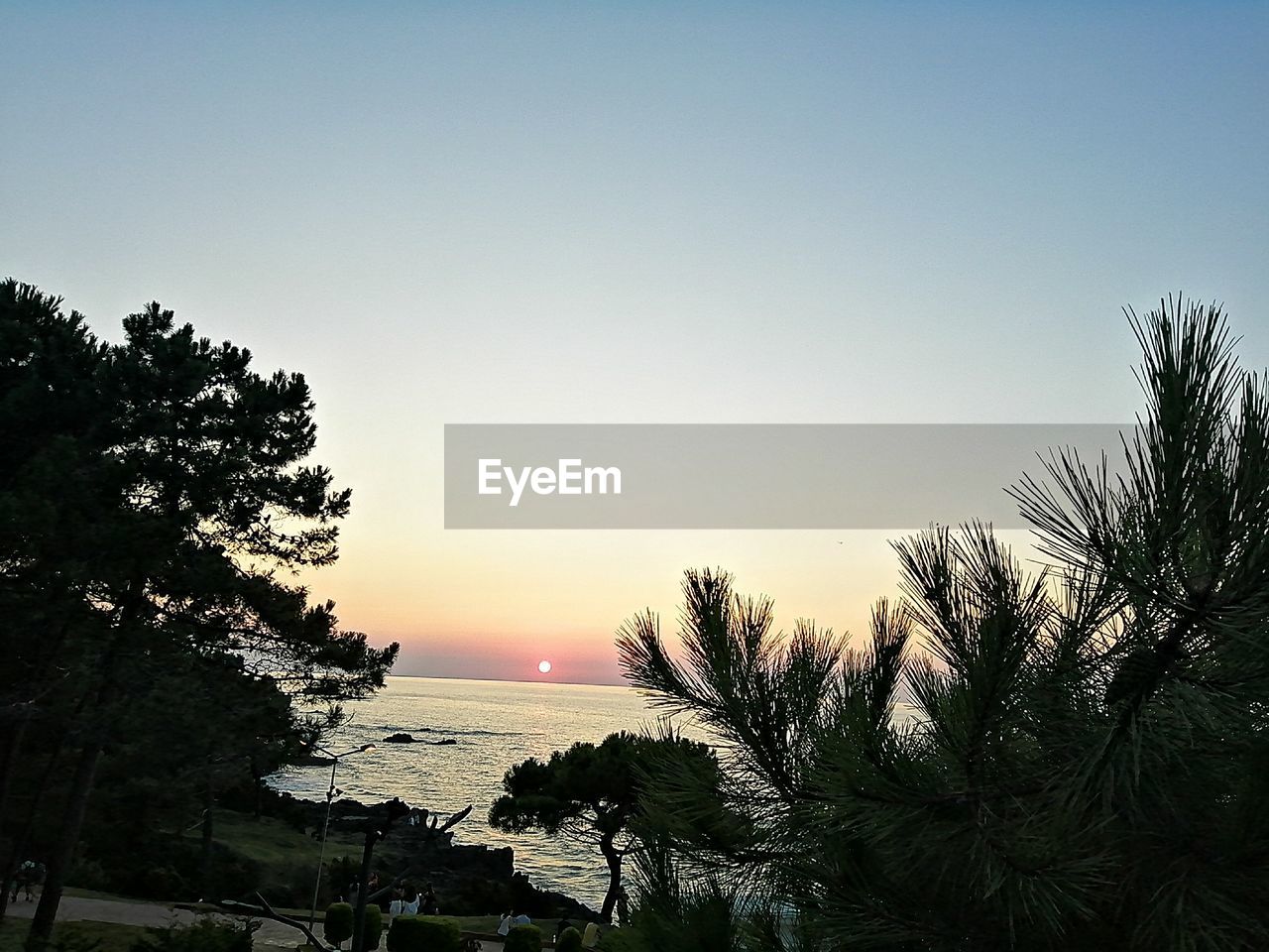 SILHOUETTE TREES BY SEA AGAINST CLEAR SKY AT SUNSET