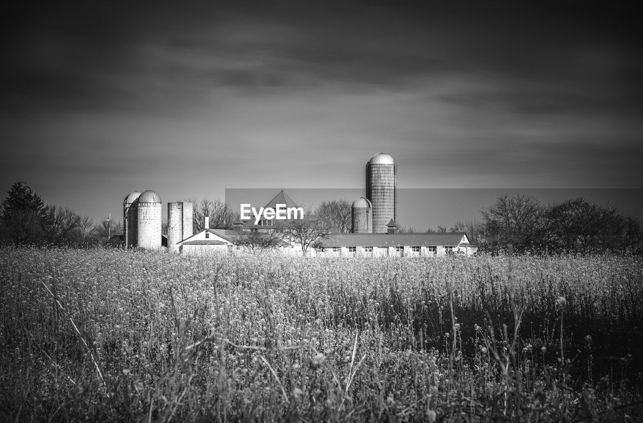 Plants growing on field against sky