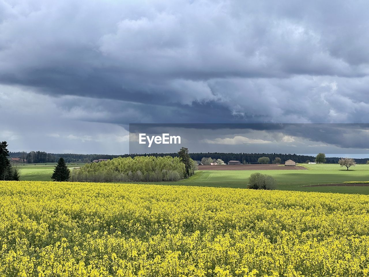 SCENIC VIEW OF FIELD AGAINST YELLOW SKY