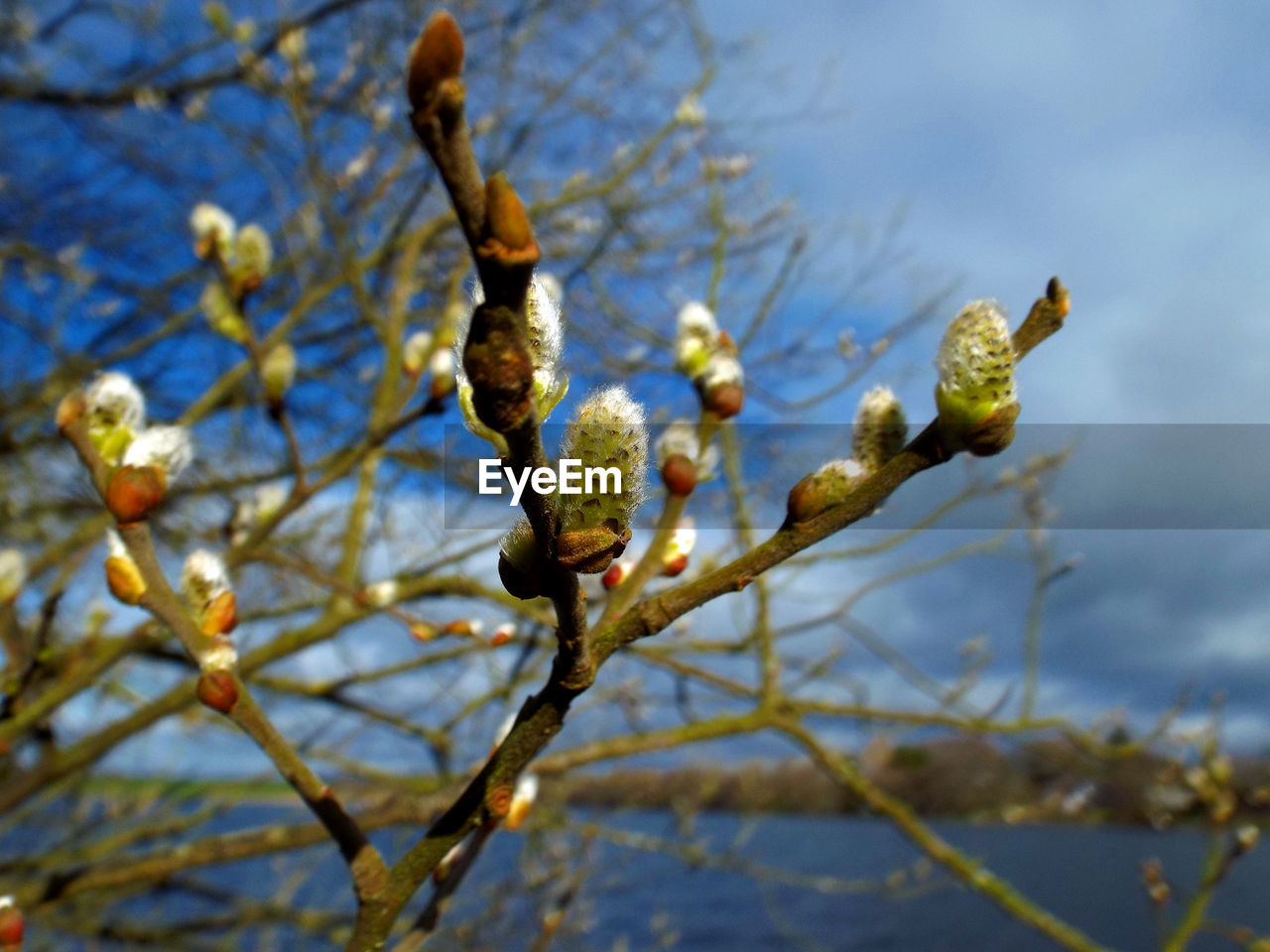 LOW ANGLE VIEW OF FLOWER BUDS GROWING ON TREE AGAINST SKY