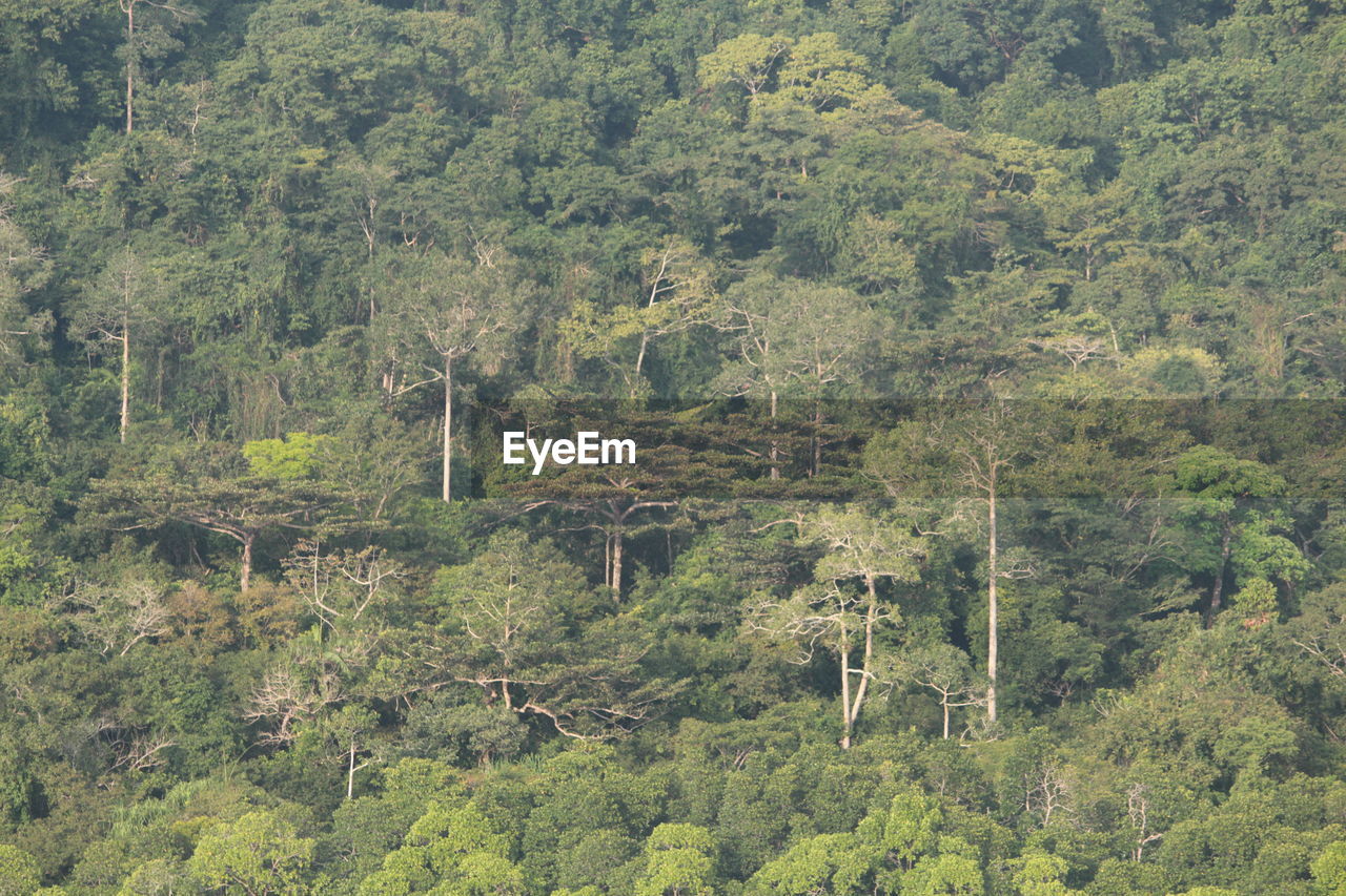 FULL FRAME SHOT OF TREES IN FOREST