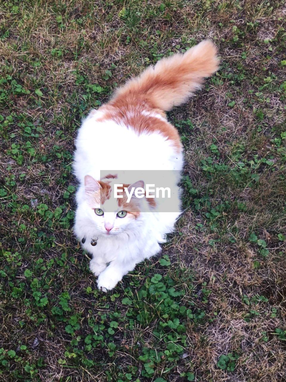 HIGH ANGLE VIEW OF A CAT ON FIELD