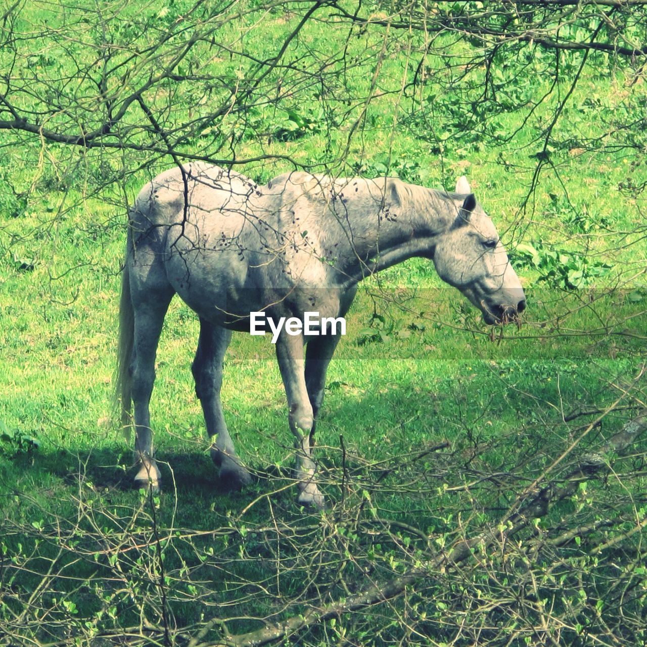 GRASS GRAZING ON GRASSY FIELD