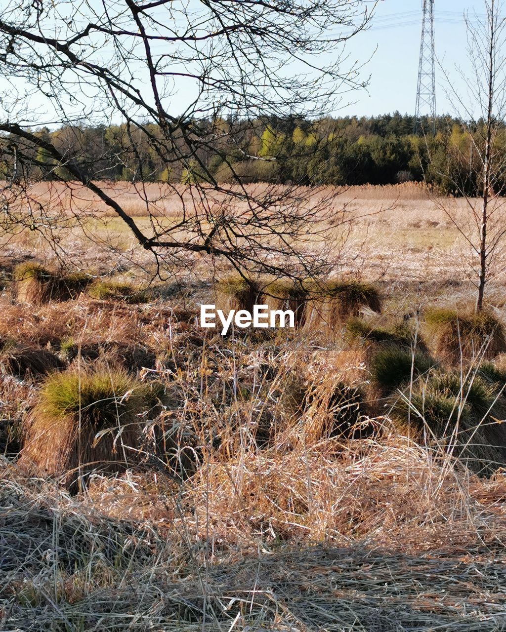 VIEW OF BARE TREES ON LAND