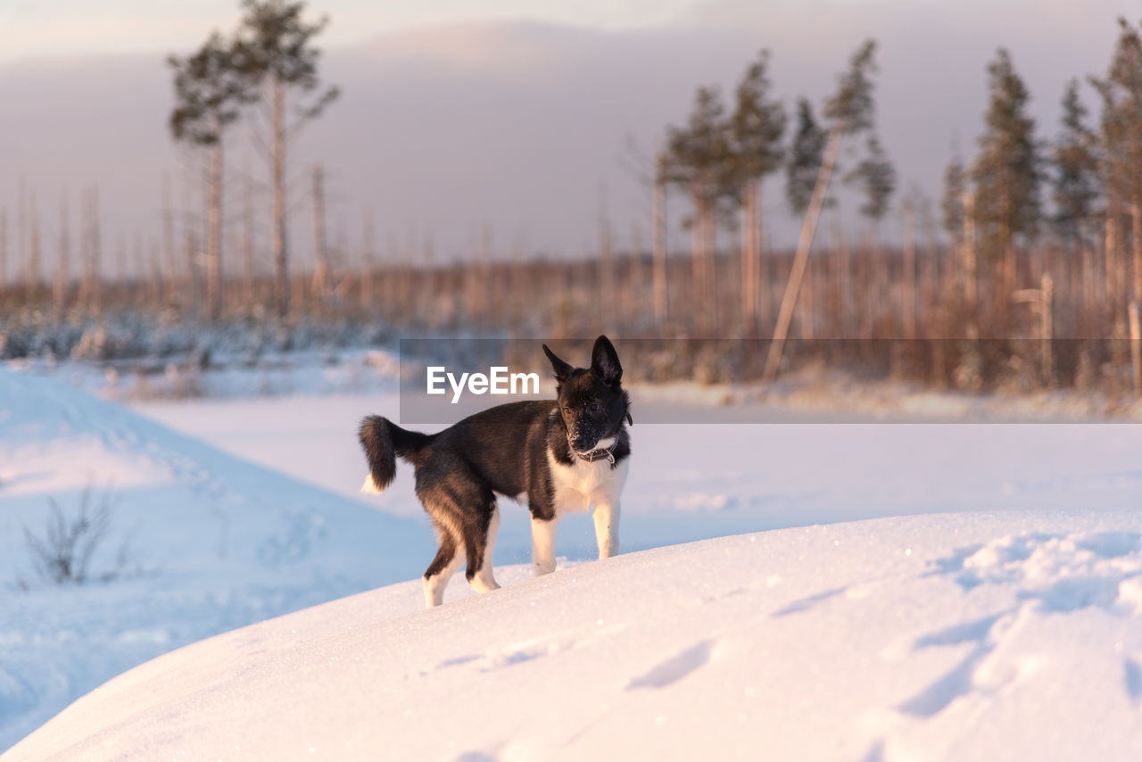 Dog standing on snow covered land