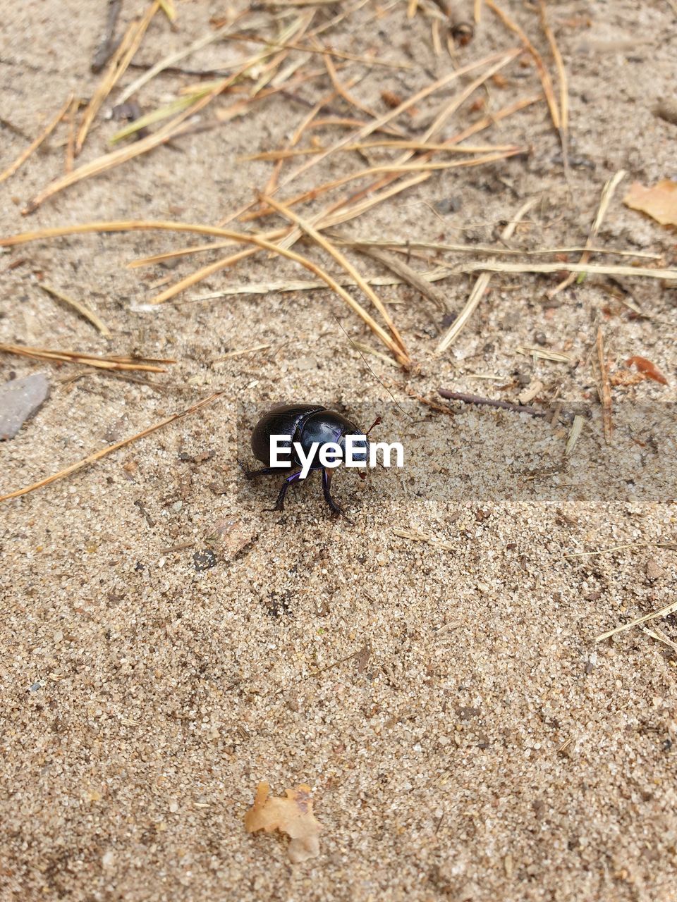 HIGH ANGLE VIEW OF INSECT ON LAND