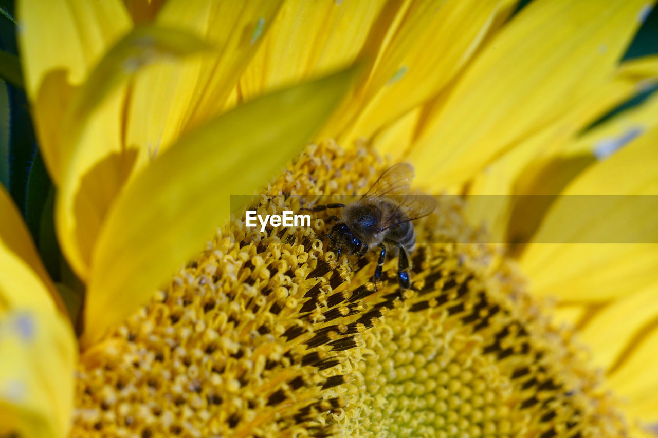 CLOSE-UP OF BEE ON SUNFLOWER