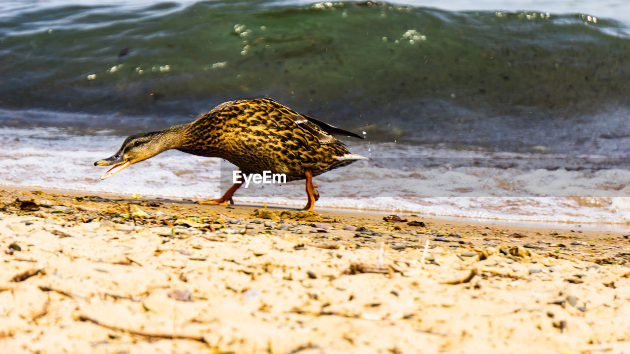 Bird on shore at beach