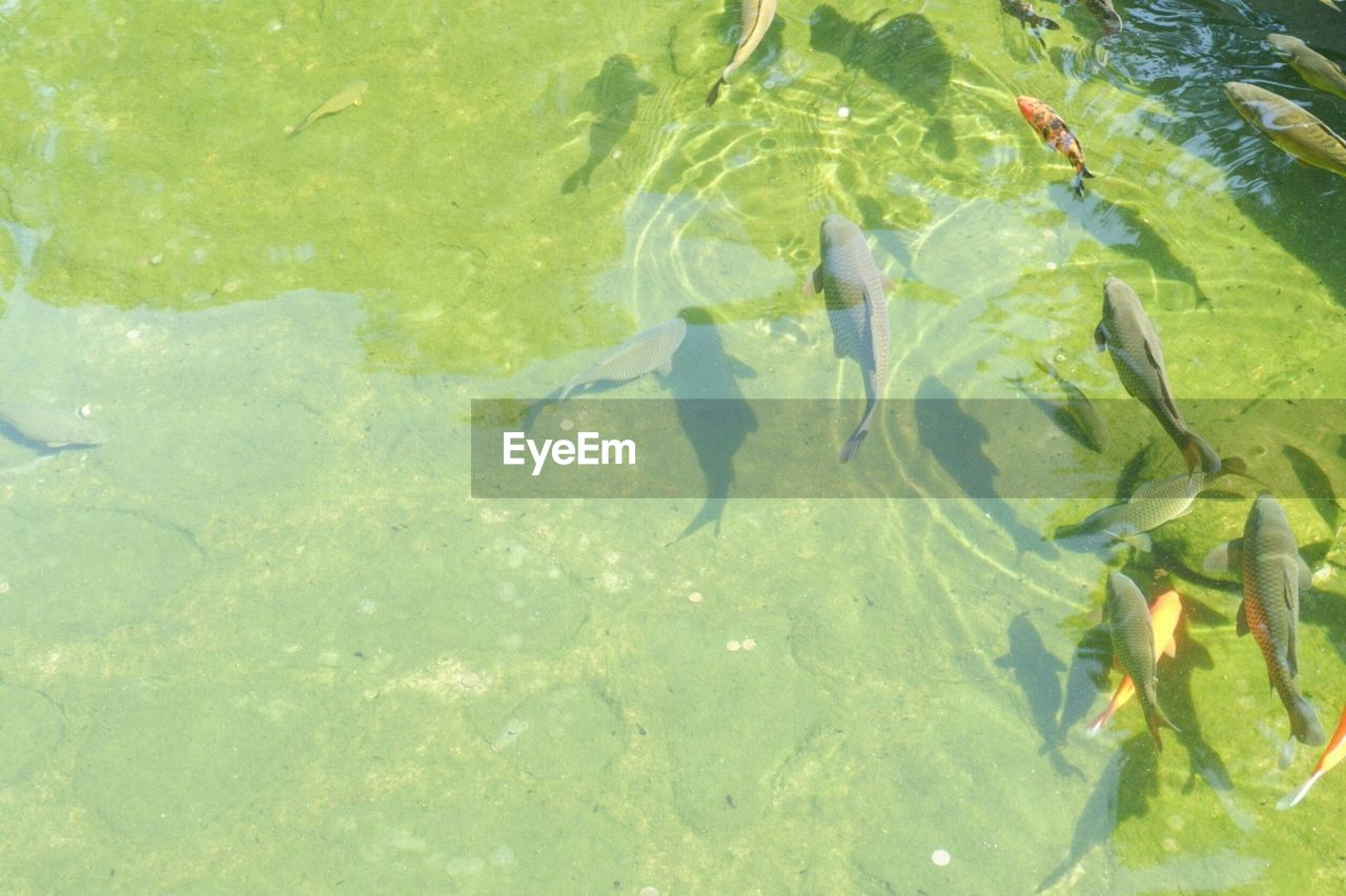 CLOSE-UP OF FISH SWIMMING IN WATER