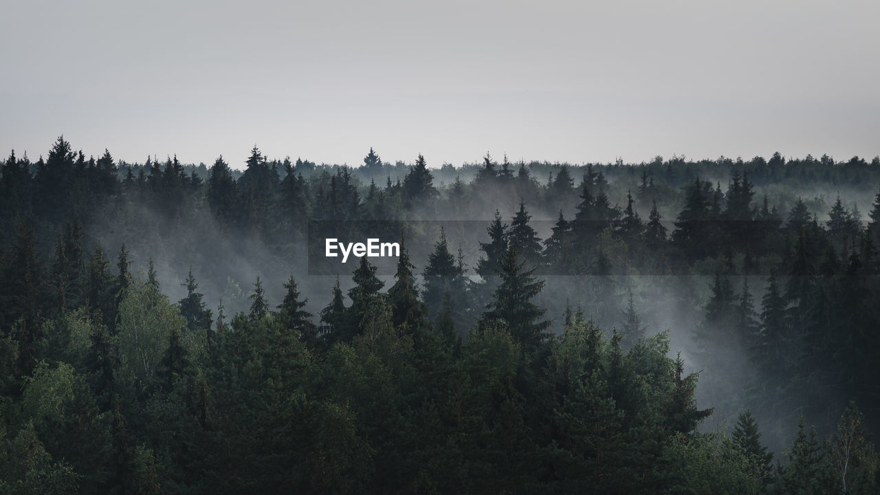 Landscape panorama of dark misty fir forest in the fog in the rainy weather