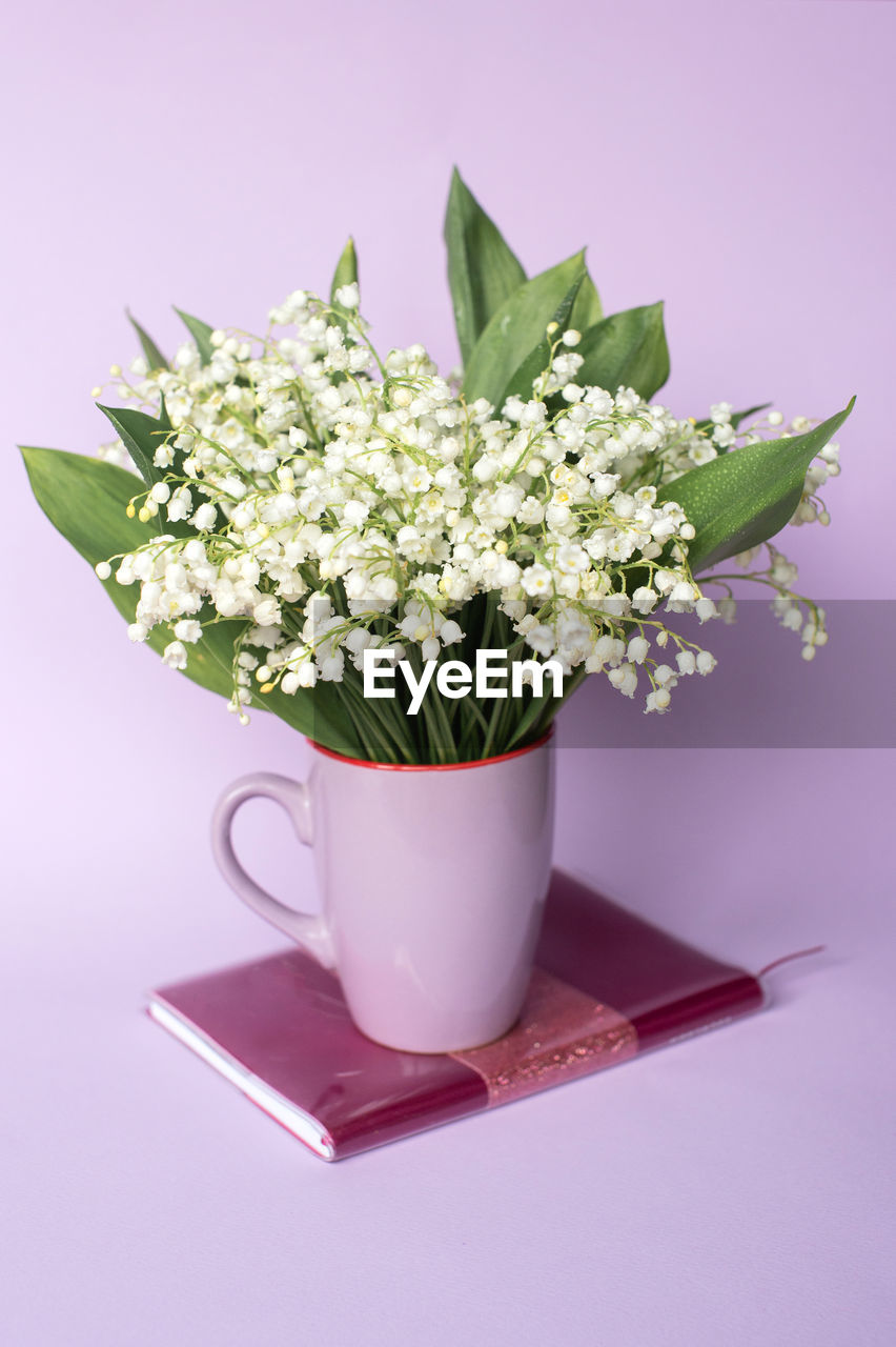 Close-up of potted plant against white background