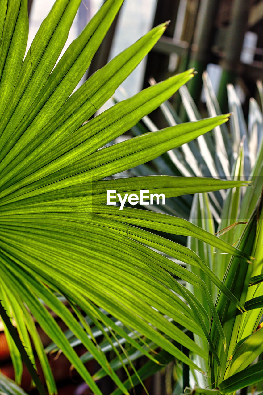 CLOSE-UP OF PALM LEAVES ON TREE