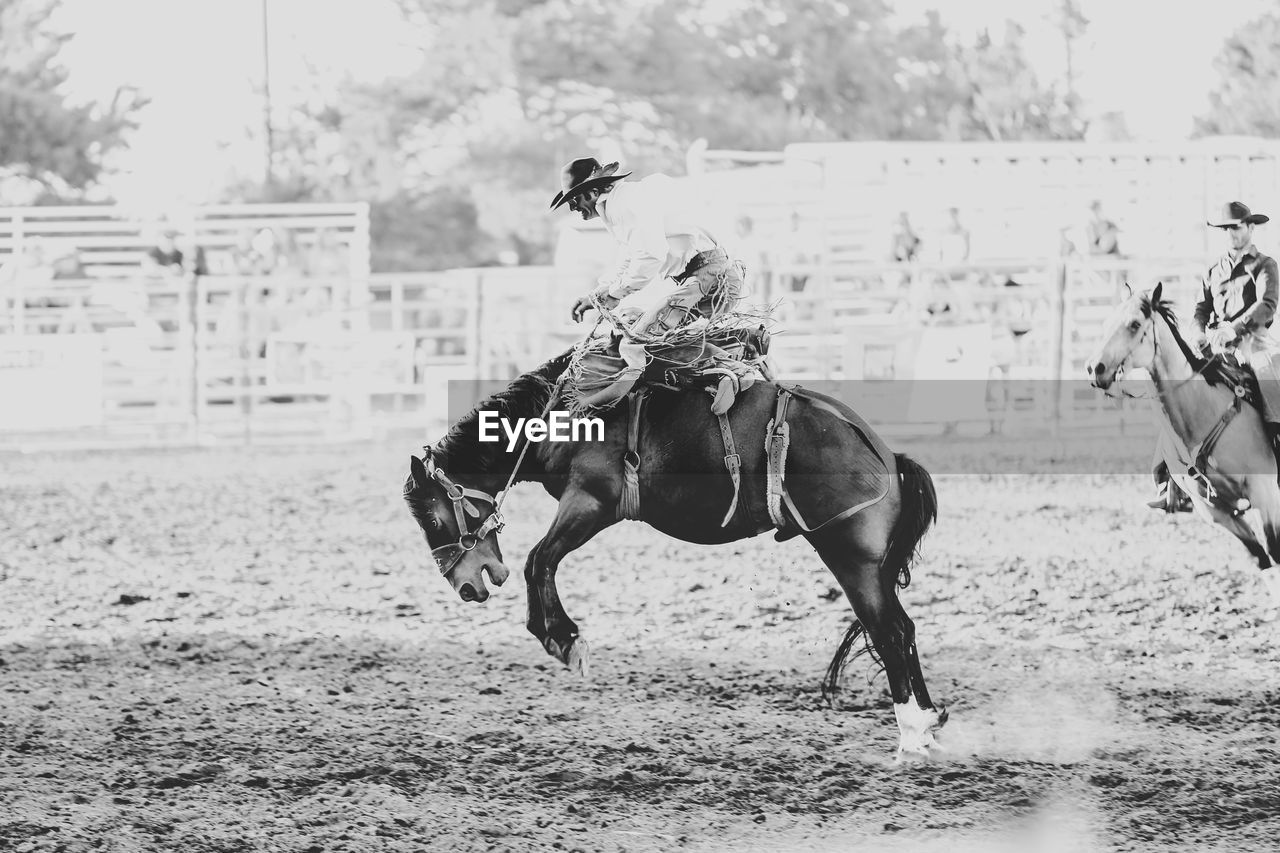 SIDE VIEW OF HORSES RUNNING ON FIELD