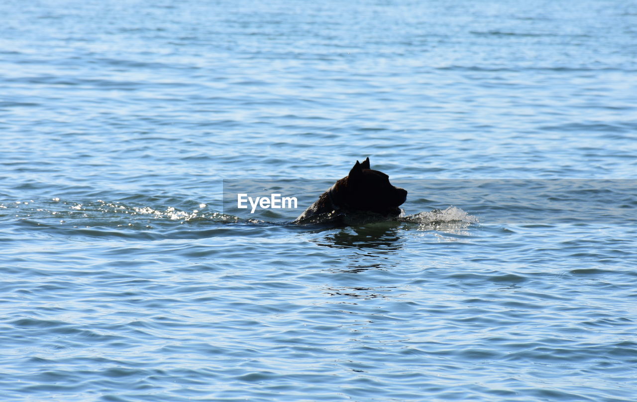 DUCKS SWIMMING IN LAKE