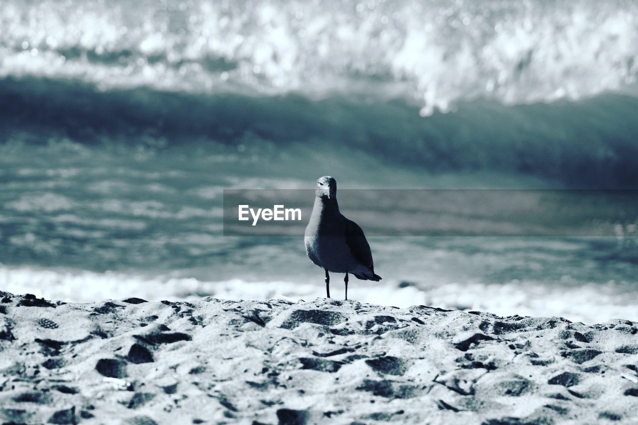 Close-up portrait of a bird