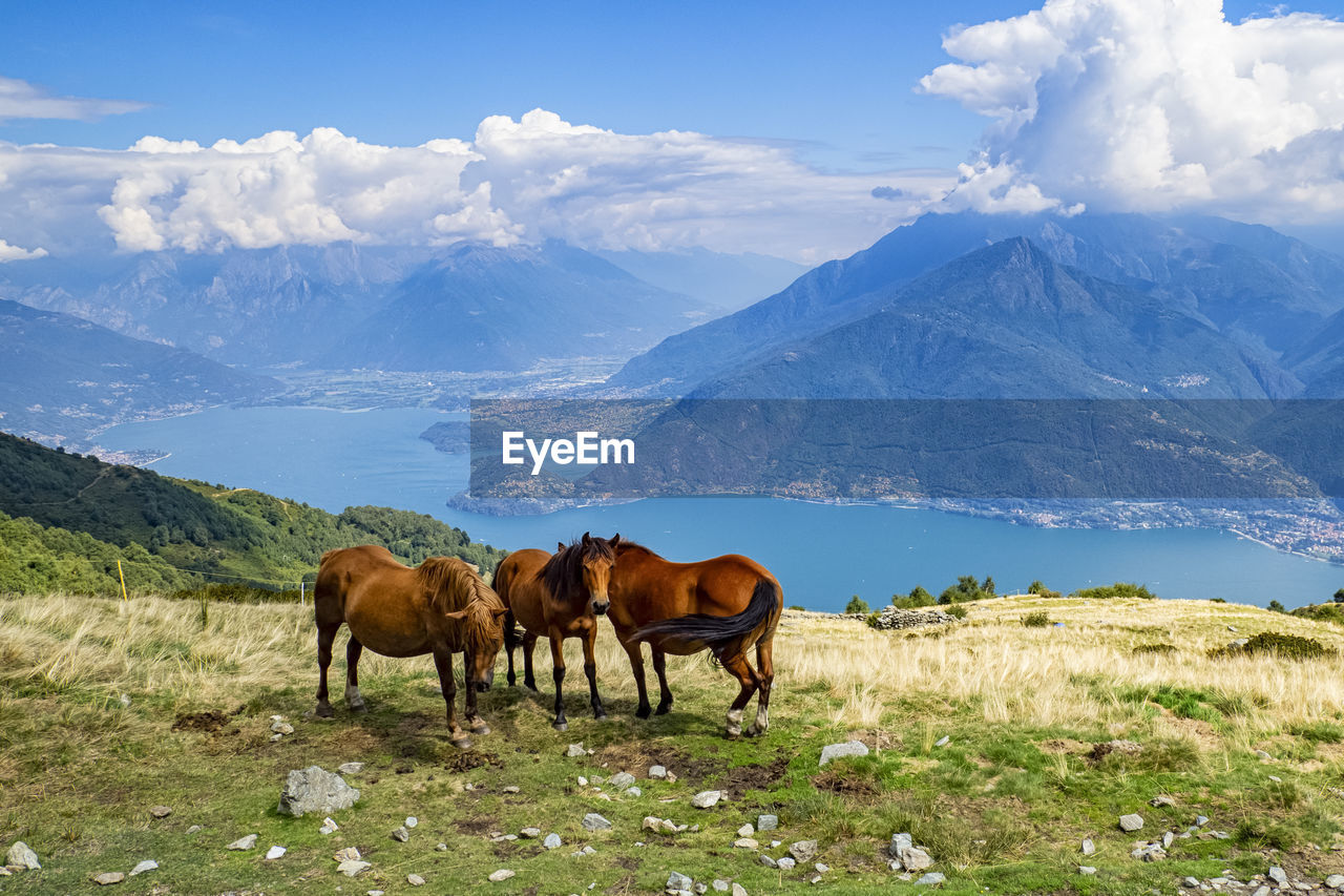 mountain, mammal, landscape, animal, pasture, animal themes, domestic animals, environment, livestock, grassland, horse, wilderness, mountain range, sky, meadow, natural environment, animal wildlife, scenics - nature, beauty in nature, nature, land, grass, field, plateau, steppe, cloud, group of animals, grazing, snow, pet, plant, agriculture, rural scene, plain, winter, snowcapped mountain, prairie, valley, mountain peak, blue, cold temperature, no people, travel, rural area, outdoors, herd, tranquil scene, travel destinations, day, tranquility, wildlife, non-urban scene, sunlight, farm, ranch, idyllic