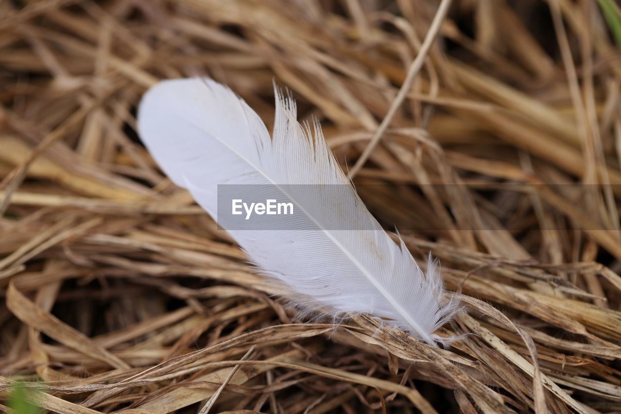 HIGH ANGLE VIEW OF FEATHER ON DRY PLANT