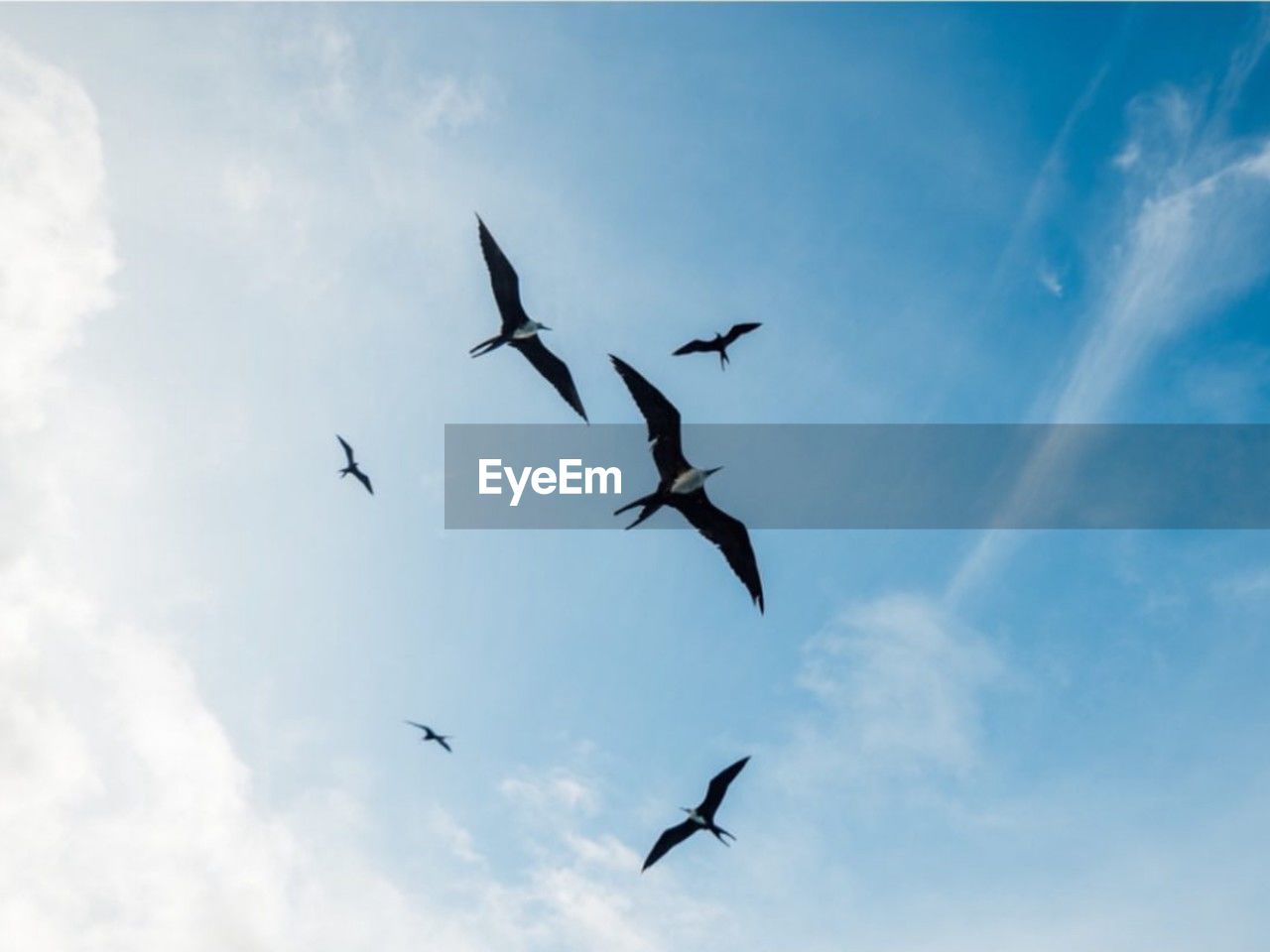 Low angle view of birds flying against sky