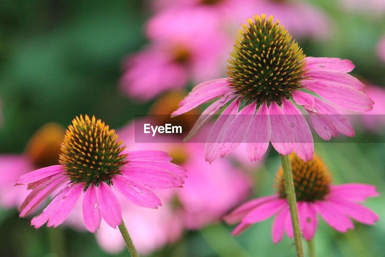CLOSE-UP OF CONEFLOWERS BLOOMING OUTDOORS