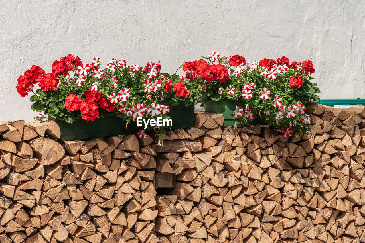 Close-up of potted geranium flowers on a firewood stack against wall