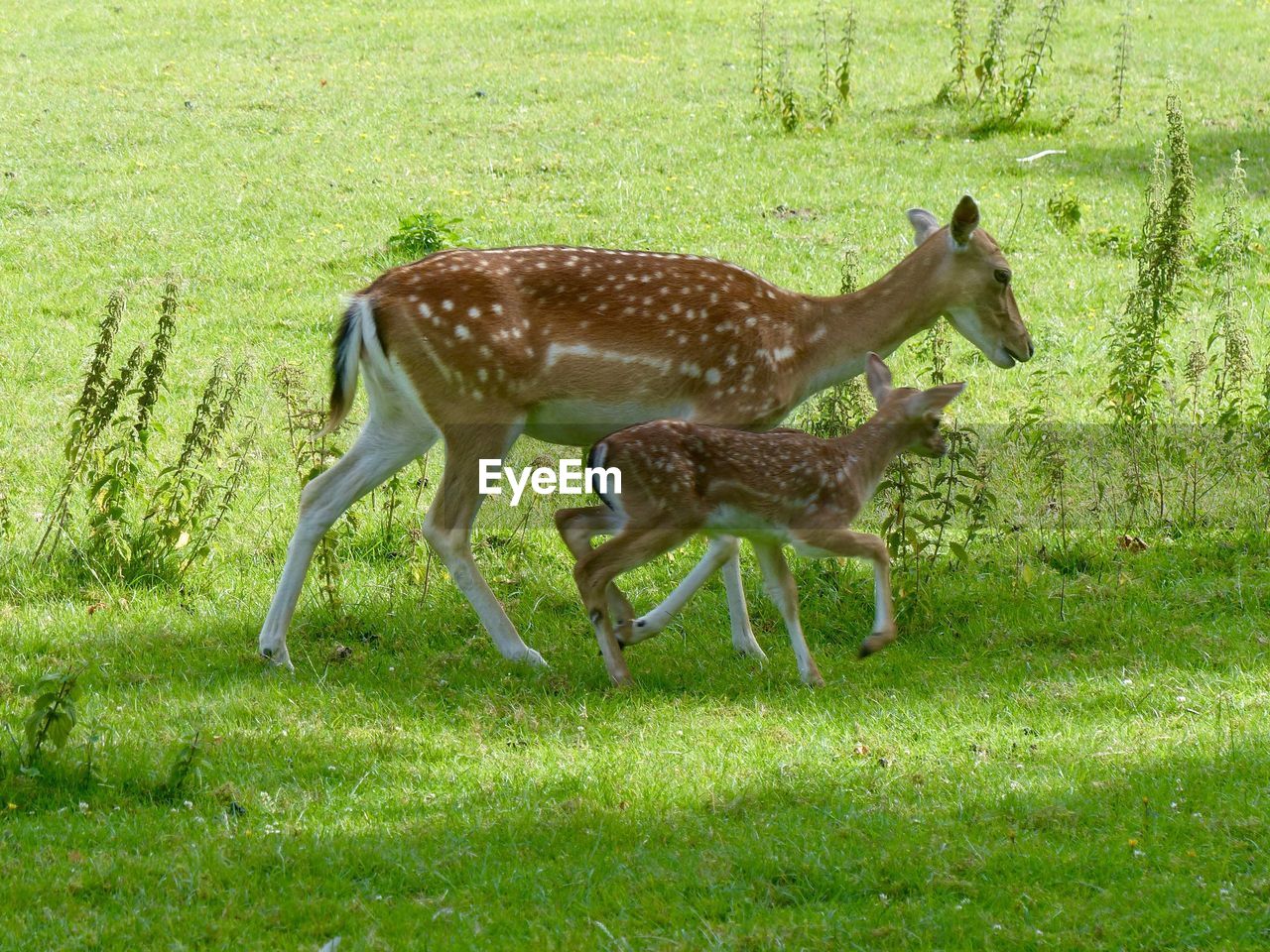 DEER ON GRASS