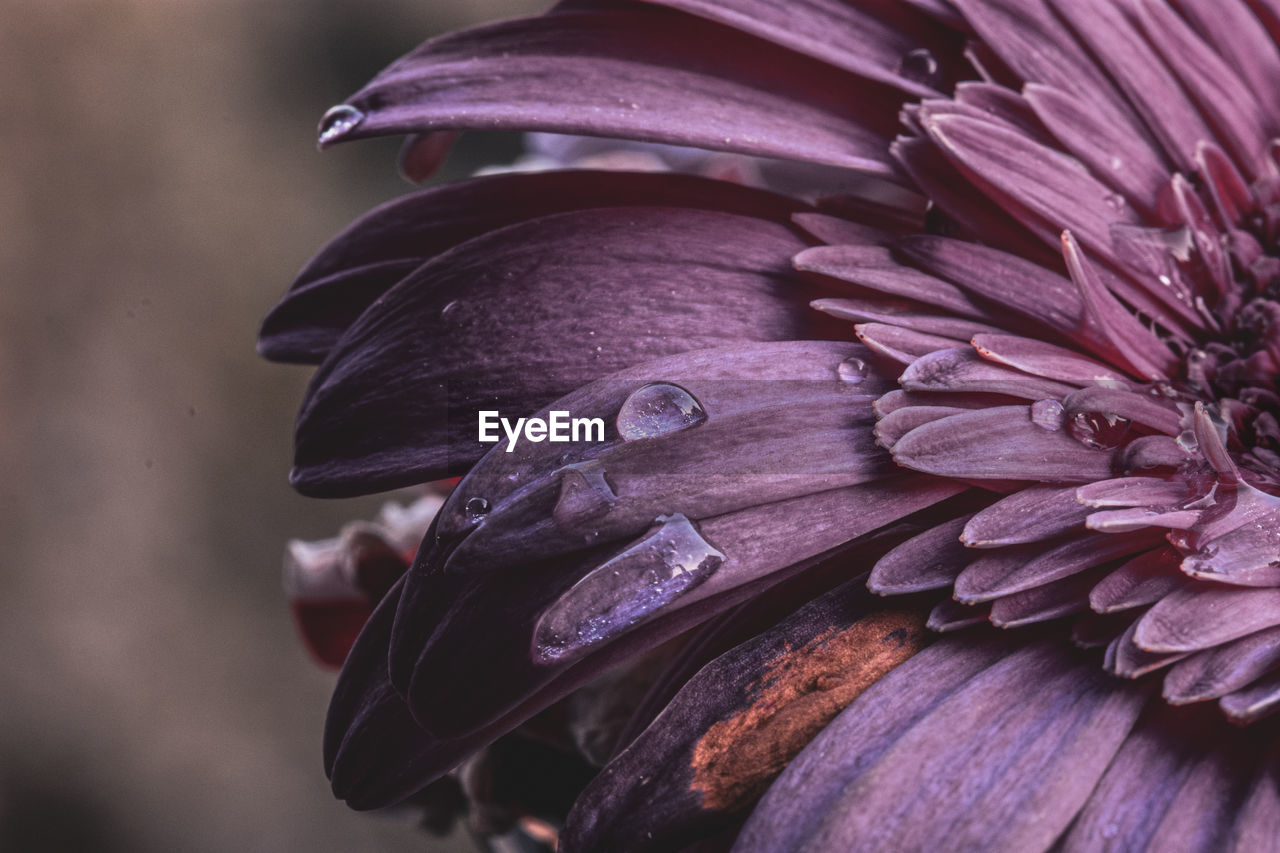 Close-up of wet purple flower