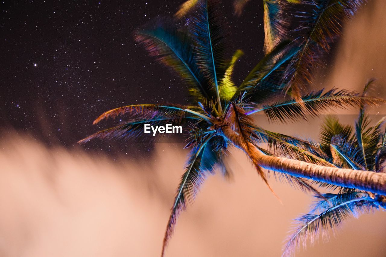 Palm tree in the night sky 