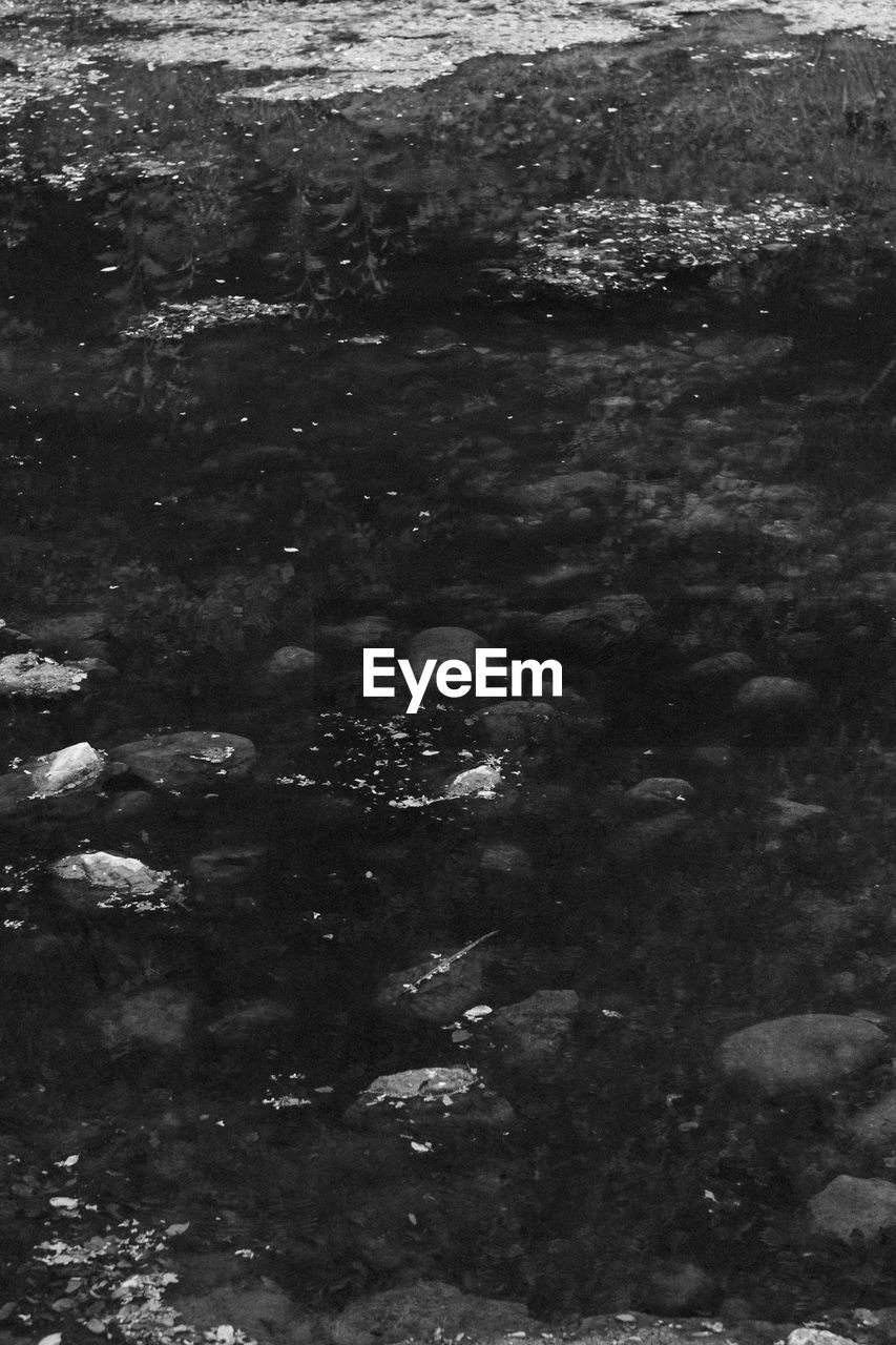 HIGH ANGLE VIEW OF TURTLE IN LAKE