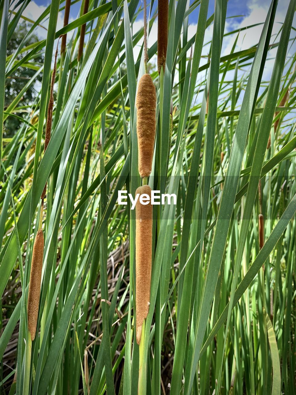 plant, growth, green, grass, nature, plant stem, crop, beauty in nature, field, land, day, agriculture, no people, flower, tree, close-up, outdoors, tranquility, leaf, bamboo, cereal plant, cattail, plant part, sunlight