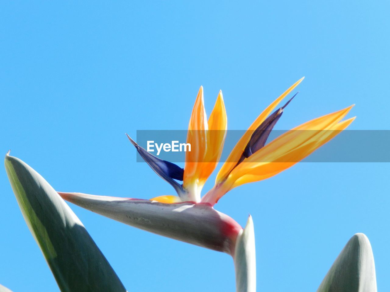 Close-up of plant against blue sky