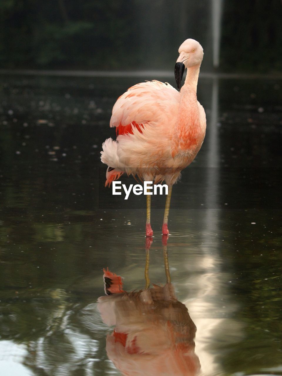 CLOSE-UP OF FLAMINGO IN WATER
