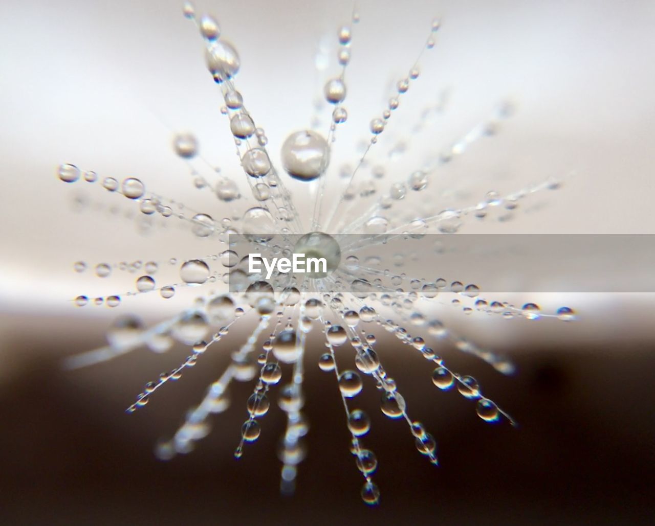 Water drops in dandelion seed in macro 