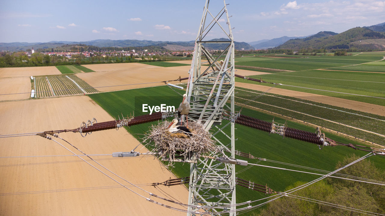 Storks in their nest at a power supply mast