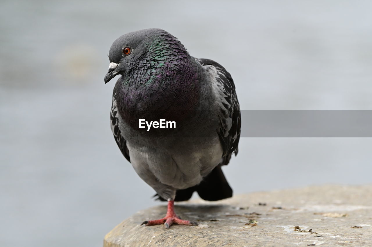 bird, animal themes, animal, animal wildlife, wildlife, one animal, close-up, beak, stock dove, pigeons and doves, nature, pigeon, no people, day, perching, focus on foreground, outdoors, full length, black, gray