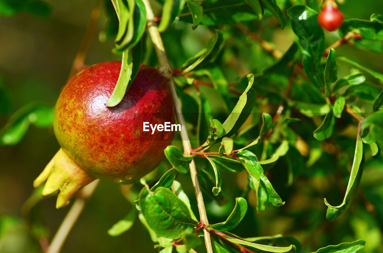 CLOSE-UP OF APPLES HANGING ON TREE