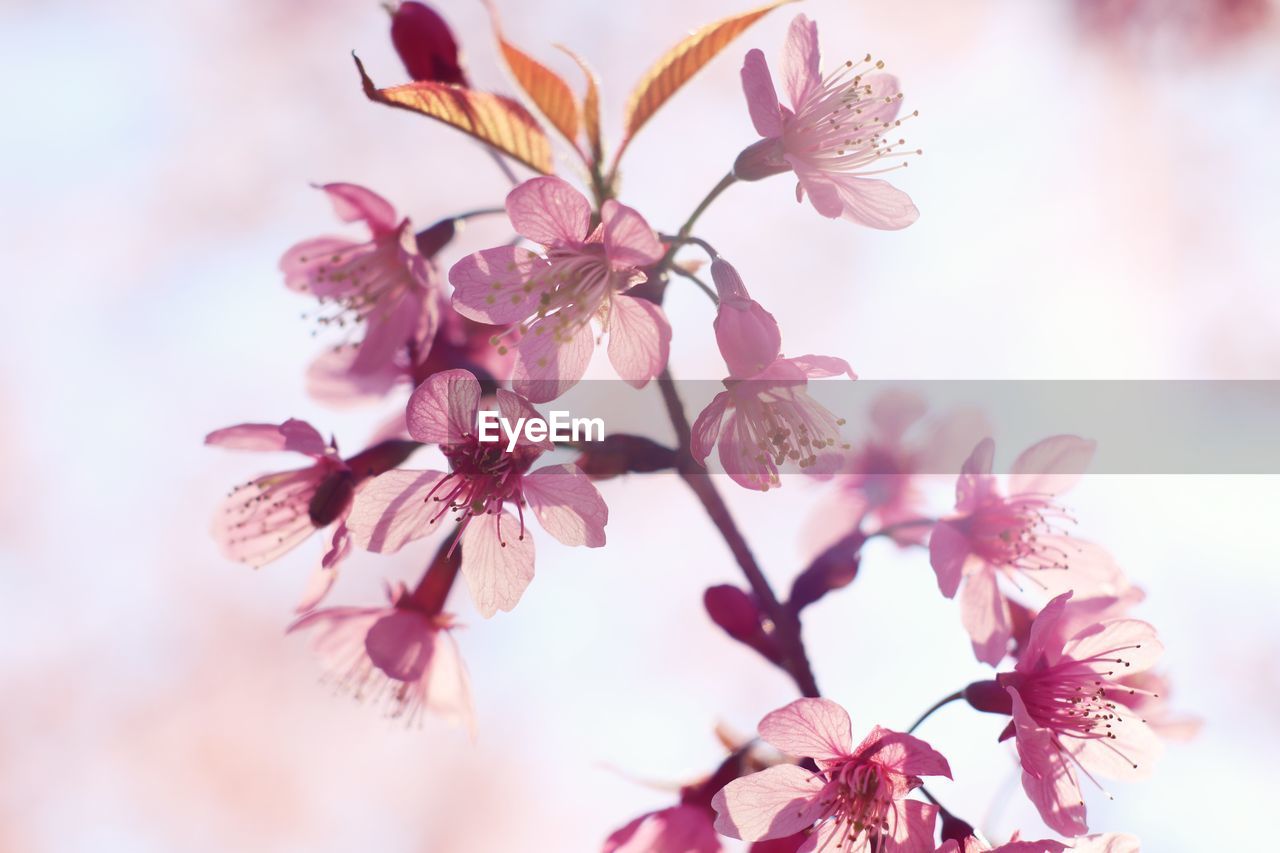 CLOSE-UP OF CHERRY BLOSSOMS