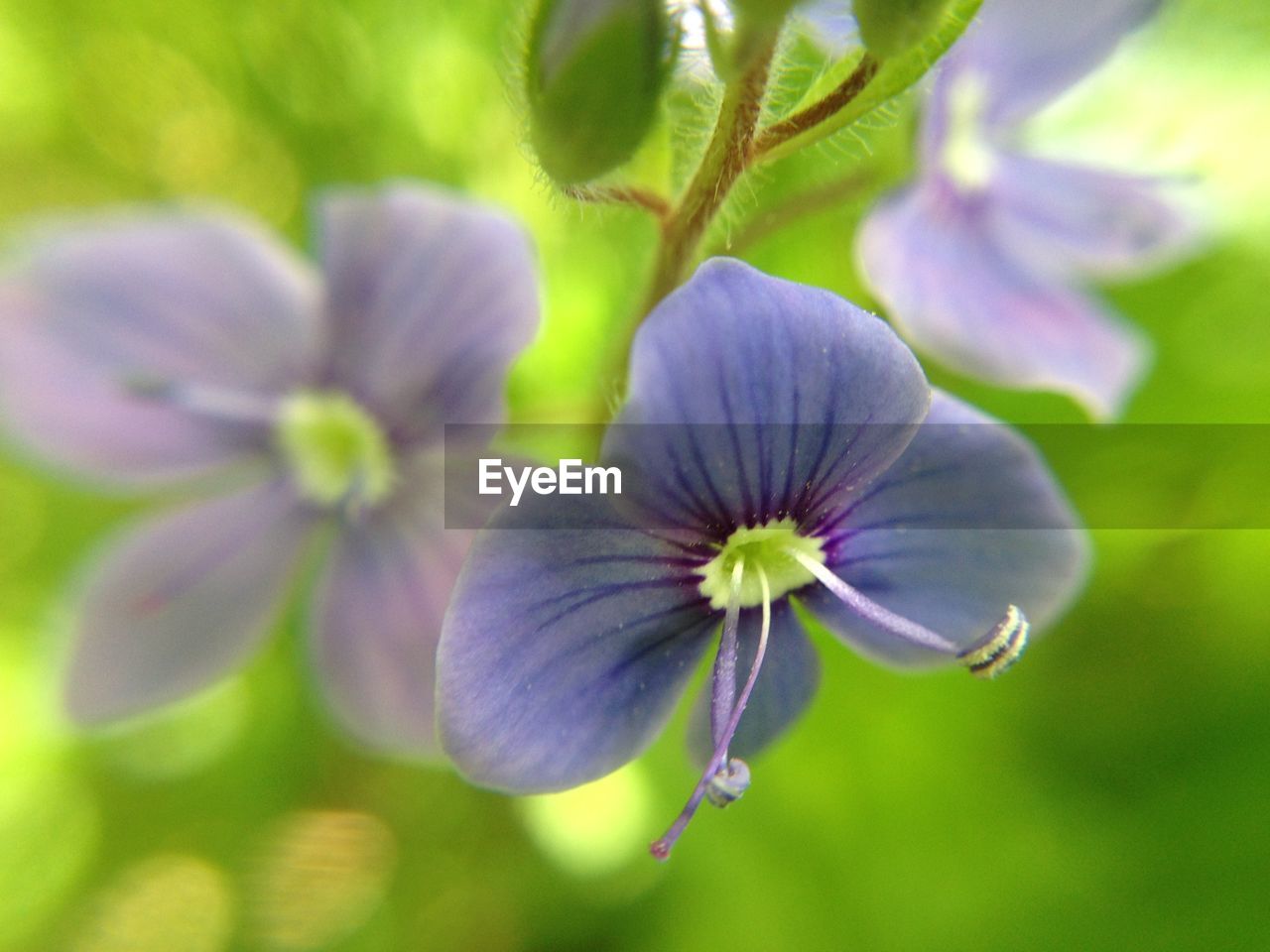 CLOSE-UP OF PURPLE FLOWERS BLOOMING