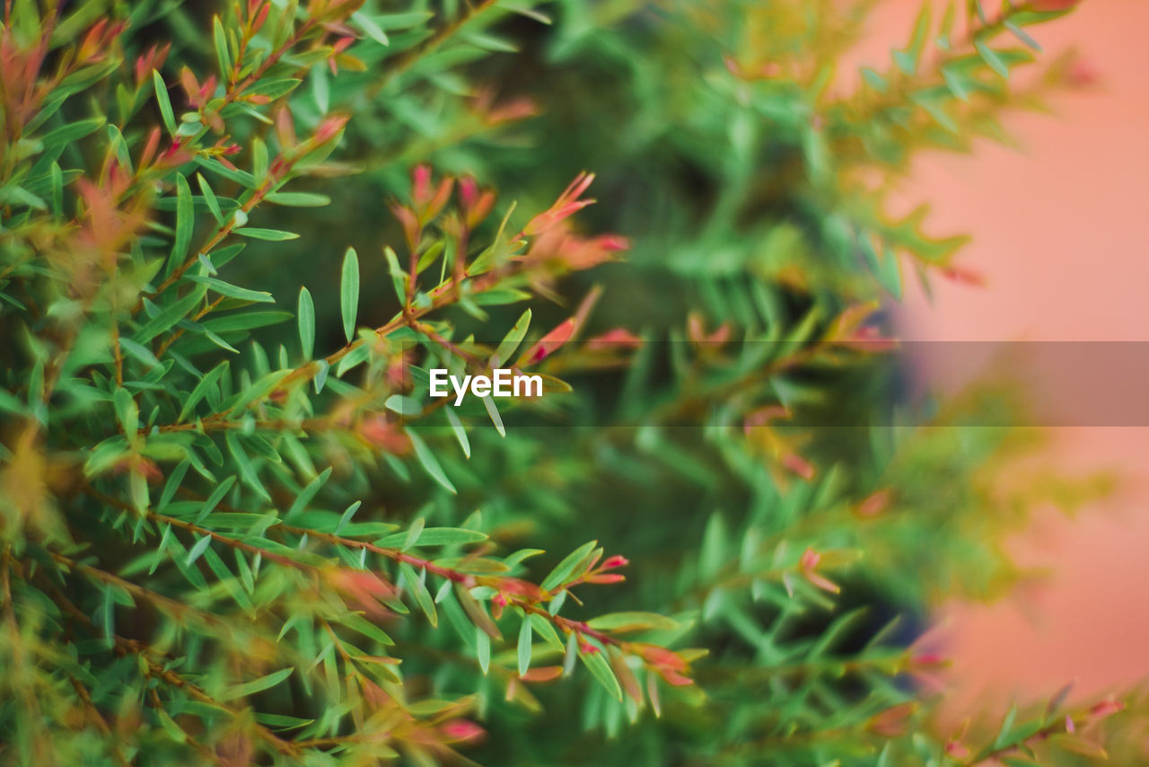 CLOSE-UP OF FRESH GREEN LEAVES